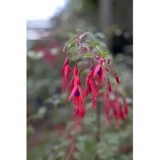 PlantaPro Magellan-Fuchsie Fuchsia magellanica Riccartonii 30-40 cm Kübel winterhart