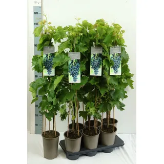 Pflanzen Für Dich Vitis vinifera Muscat Bleu Weinrebe Blau 80-100 cm