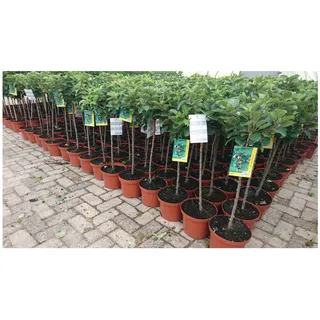 Pflanzen Für Dich Prunus domestica 'Zwergobst', Terrassenobst, 40 cm Stammhöhe