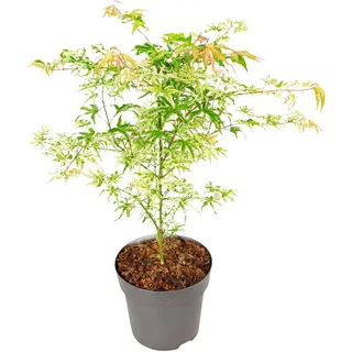 Plant in a Box - Acer palmatum 'Ukigumo' - Höhe 50-60cm - Topf 19cm