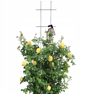 Kadax Blumengitter, Schwarz, Metall, 30x150 cm,