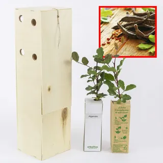 Johannisbrotbaum - Robuste Bäume, die trockenen Bedingungen standhalten - Junge Triebe 30 cm in einer wiederverwendbaren Holzkiste - 2 Einheit