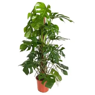 Monstera deliciosa am Moosstock Topf Ø: 24 cm - Höhe: 120 cm - köstliches Fensterblatt-große Zimmerpflanze