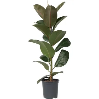 Plant in a Box - Ficus Elastica 'Robusta' - Höhe 75-100cm - Topf 24cm