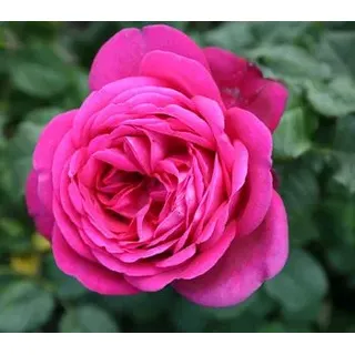 Edelrose 'J.W.v. Goethe Rose®', Pink, Rot