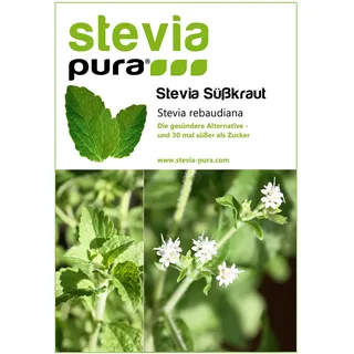 100 Stevia Samen | Stevia rebaudiana | Honigblatt - Süßkraut