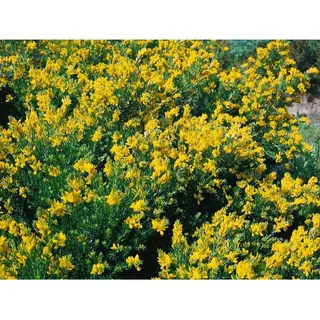Pflanzen Für Dich Genista germanica, Deutscher Ginster, gelb, 20–30 cm