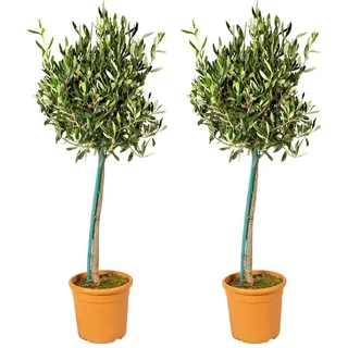 Bloomique Oleander Nerium - 2er-Set - Gartenpflanzen Winterhart