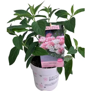 GROW by OBI Rispenhortensie Groundbreaker Topf - Ø ca. 14 cm Hydrangea