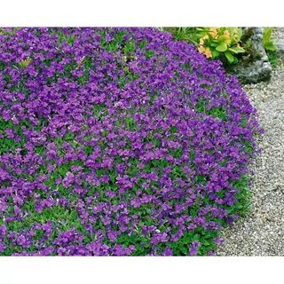 Pflanzen Für Dich Aubrieta x cult. 'Hamburger Stadtpark' Blaukissen, ca. 9x9 cm Topf