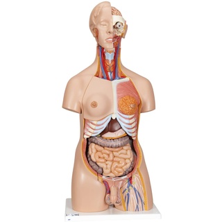 3B Scientific Deluxe-Torso-Modell, in Luxus-Ausführung, zweigeschlechtlich, 24-teilig + kostenlose Anatomie App - 3B Smart Anatomy