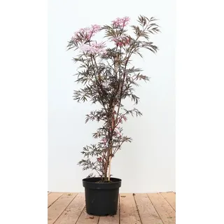 pflanzen-für-dich.de Sambucus nigra 'Black Lace' Schwarzer Holunder Dunkelrot 60–80 cm