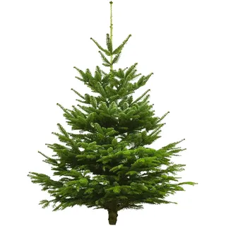 Echter Weihnachtsbaum Nordmanntanne, Höhe 160 - 180 cm, Premiumqualität, fris...