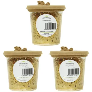 proinsects Drosophila hydei | Große Fruchtfliegen | 3 Zuchtansätze für Amphibien, Fische und Reptilien