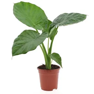 PFLANZENFREUND riesenblättriges Pfeilblatt Topfgröße Ø 17cm 1 Pflanze