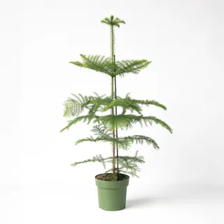 Plant in a Box - Norfolktanne - Araucaria heterophylla - Höhe 70-80cm - Topf 21cm