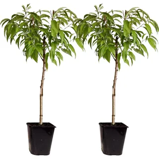 Plant in a Box - Pfirsichbaum - 2 Stk - Prunus Persica 'Saturne' 2er Set Höhe 60-70cm