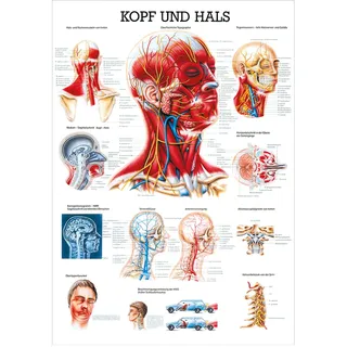 Kopf und Hals Lehrtafel Anatomie 100x70 cm medizinische Lehrmittel, Nicht Laminiert