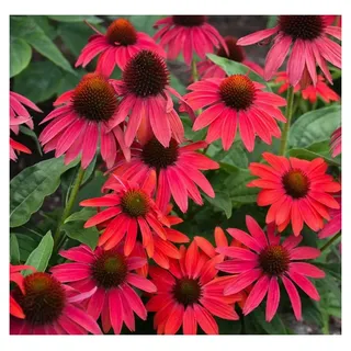 Stauden Gänge 1 x Echinacea purpurea 'Lakota Red' (Stauden/Staude/Mehrjährig/Winterhart) Roter Purpursonnenhut - Feurige Blütenpracht für leuchtende Beete - sehr Insekten- und Bienenfreundlich