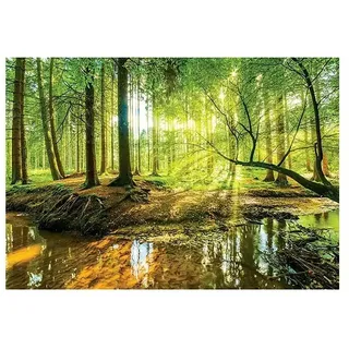 None Fototapete Sonniger Wald (B x H: 254 cm, Papier)