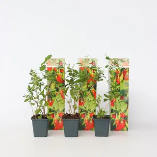Plant in a Box - Goji Pflanzen - 3 Stk - Lycium barbarum - Höhe 25-40cm - Topf 9cm