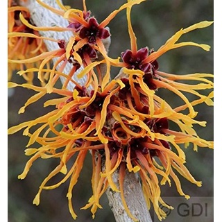 Zaubernuß Aphrodite 60-80cm - Hamamelis intermedia