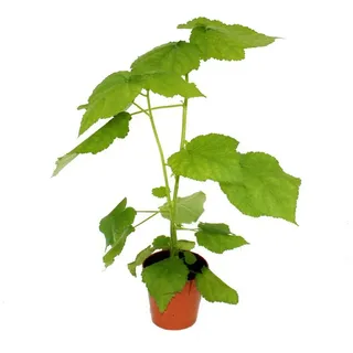 EXOTENHERZ Zimmerlinde Sparmannia africana 17cm Topf