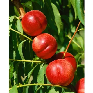 Pflanzen Für Dich Prunus nucipersica 'Fantasia', Nektarine, 150–200 cm, saftig-süß