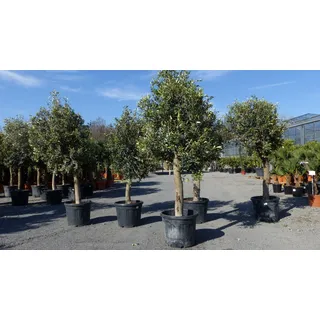 gruenwaren jakubik Olivenbaum Olive "20 Jahre' beste Qualität, winterhart, Olea Europaea