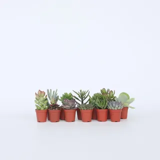 Plant in a Box - Mini-Sukkulenten - 12 Stk - Succulent Mix - Höhe 5-10cm - Topf 6cm