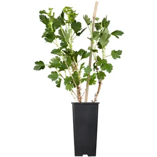 Pflanzen Für Dich Ribes rubrum Jonkheer van Tets 30–40 cm