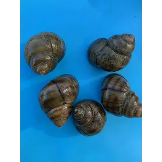 EIN Stück Natur im Teich- Sumpfdeckelschnecken für einen sauberen Gartenteich (50 Sumpfdeckelschnecken)
