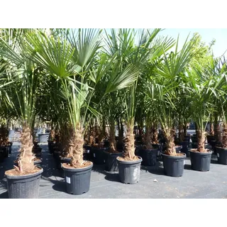 grünwaren XXL Palme winterhart 180 - 190 cm Trachycarpus fortunei, Hanfpalme,