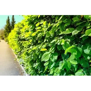 10st. Hainbuche 50-80cm ohne Topf gemessen Heckenpflanzen Carpinus betulus Hecke Weißbuche Gartenhecke Hainbuchen
