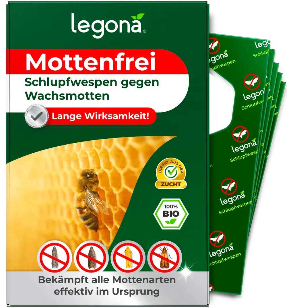 Schlupfwespen gegen Wachsmotten