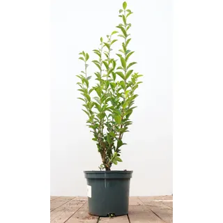 Pflanzen Für Dich Ligustrum ovalifolium, Ovalblättriger Liguster, 60–80 cm