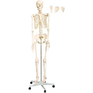 MedMod Anatomie Skelett 175 cm, menschliches Skelett aus PVC mit beweglichem Kiefer und entnehmbaren Zähnen, für Schule, Studium und Anatomie-Training, inkl. Rollständer