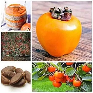 10 PC/Beutel Exotische Persimmon Obstbaum im Freien Non-GMO Juicy Bonsai Topf Diospyros Kaki Fruta Planta Hausgarten