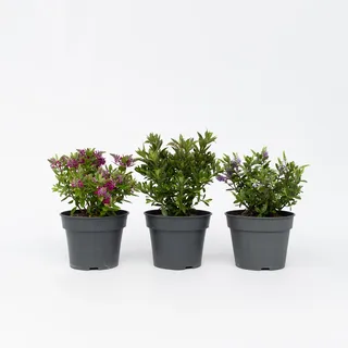 Plant in a Box - Strauchveronika - 3 Stk - Hebe All Blooms - Höhe 30-35cm - Topf 13cm