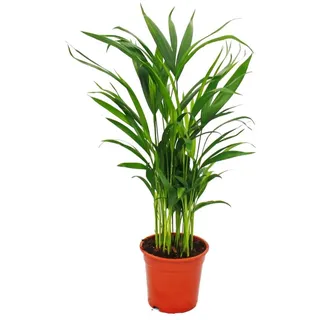 EXOTENHERZ Goldfruchtpalme Areca Lutescens ca. 50-60cm Zimmerpalme 17cm Topf