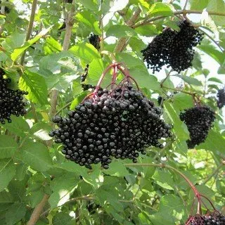 Holunder 'Haschberg' - Sambucus nigra 'Haschberg' - Ertragreiche Sorte