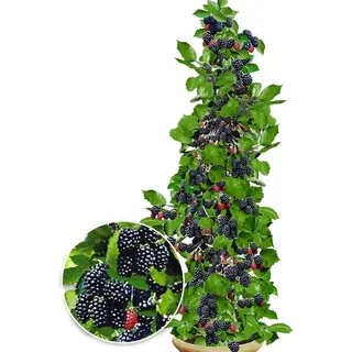 BALDUR Garten 1x Säulen-Brombeere Navaho® 'Big&Early' dornenlos, Pflanze im 2 Liter-Topf, Rubus fruticosa, Säulenobst Beerenobst Brombeerpflanze, winterhart, platzsparend, ertragreich