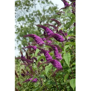 Pflanzen Für Dich Buddleja 'African Queen', Schmetterlingsflieder, violett, 80–100 cm