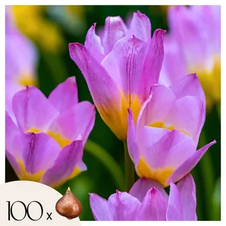 Plant in a Box - 100 Stk - Tulipa 'Lilac Wonder' - Blumenzwiebeln - Mehrfarbig
