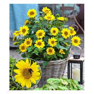 BALDUR Garten Winterharte Sonnenblume "SunCatcher®", 1 Pflanze, Helianthus, bienen- & schmetterlingsfreundlich, winterharte Stauden-Sonnenblume, mehrjährig, blühend