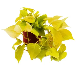 EXOTENHERZ Philodendron Scandens Lime Gelbgrüner Kletternder Baumfreund 12cm Topf