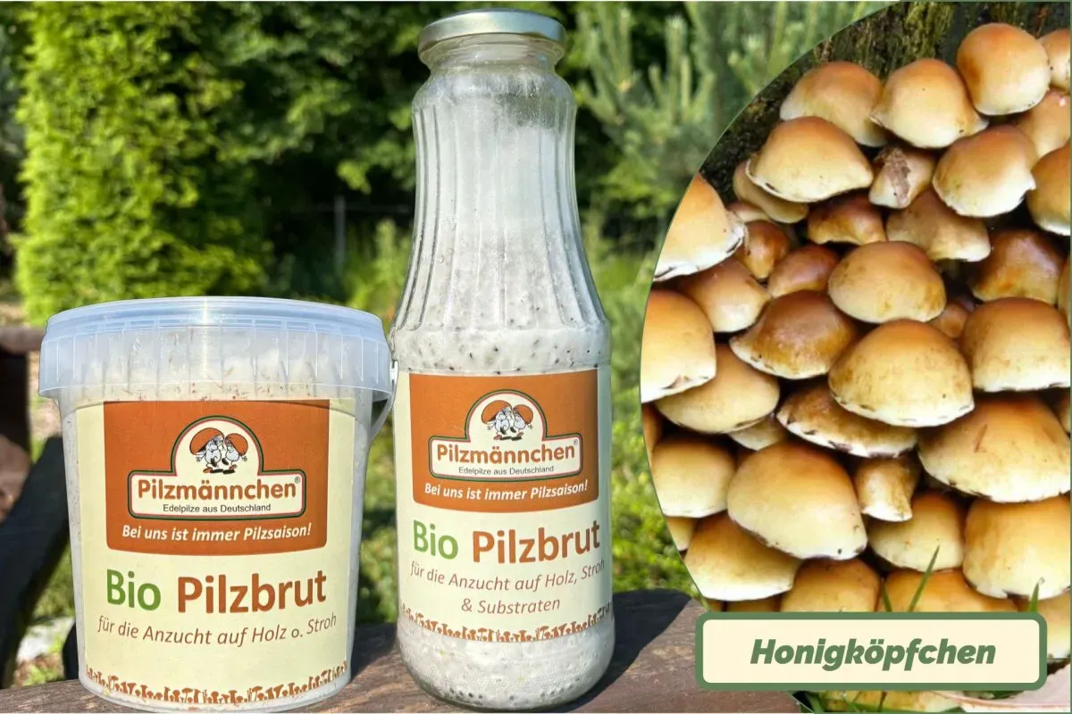 Neu! Honigköpfchen-Pilzbrut BIO 1 Liter
