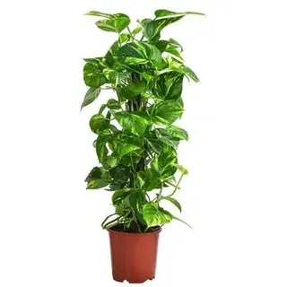 Efeutute - Epipremnum aureum am Kratistestab, Grün, Gelb