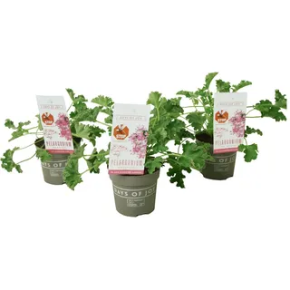 Plant in a Box - Anti-Moskito-Pflanze - 3 Stk - Pelargonium Pink Capitatum - Höhe 15-25cm - Topf 10cm