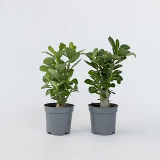 Plant in a Box - Adenium obesum - Höhe 25-40cm